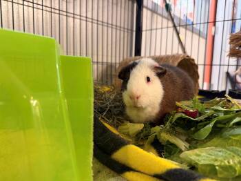 Rescue Guinea Pig Guinea Pigs for Adoption in Westerly, Rhode Island - Pickles | PetCurious